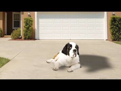 Video: The New Kind Trendy Dog Treat St Bernards Go Nuts For