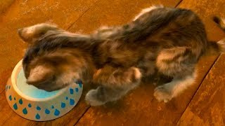 Little Kitten My Favorite Cat - Kids Play Fun Pet Care Game for Toddlers and Children #3 #cgtv screenshot 3