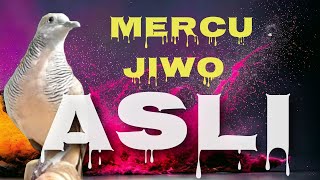 KENALI CIRI PERKUTUT MERCU JIWO YANG ASLI