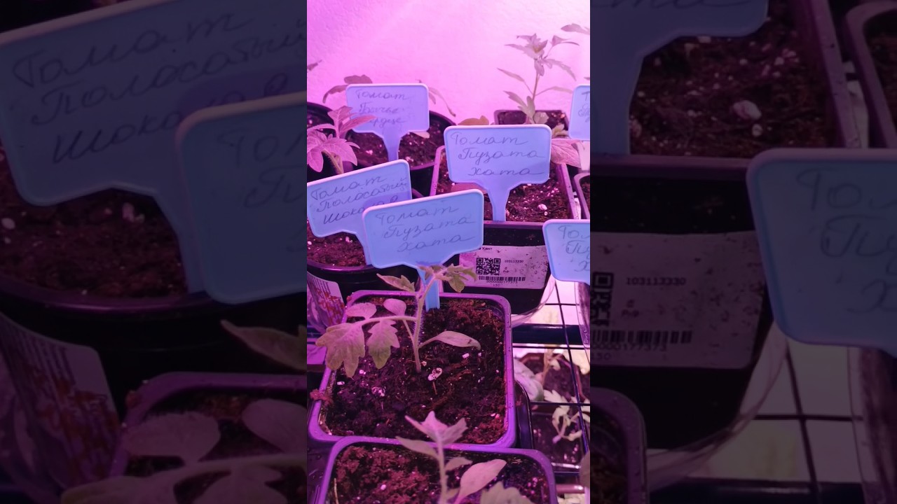 Добралась до томатов🌱🍅 #дача #дом #огород #рассада #томаты - YouTube