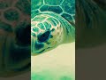 عجائب البحر السلحفاة الخضراء البحرية وحياتها في البحار 
