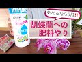 液体?固形?【肥料を与えるべき人はこんな人】今だ!胡蝶蘭に肥料をあげよう!