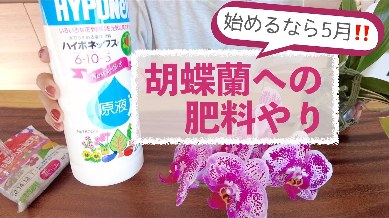 液体？固形？【肥料を与えるべき人はこんな人】今だ！胡蝶蘭に肥料をあげよう！