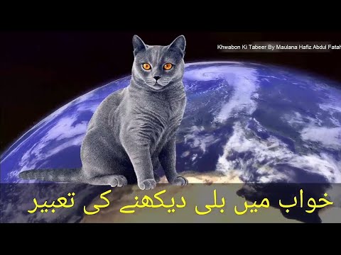 34 Top Images Black Cat Dream Meaning In Hindi - Black Cat In Dream Meaning And Symbolism