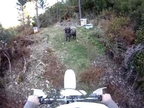 Angry Ram vs motorcyclist -  the re-match