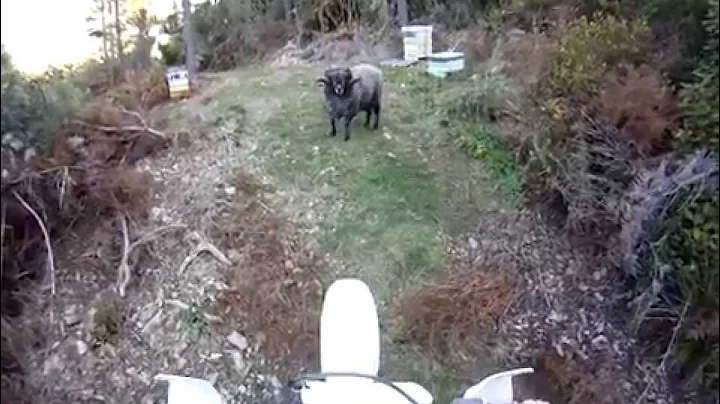 Motorcyclist gets ambushed by the Angry Ram