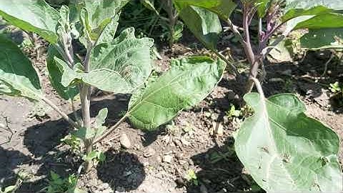 Pruning eggplant