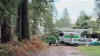 Falling tree in Olympia damages home