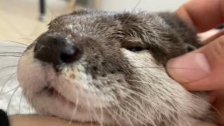 カワウソさくら 「ゔぁーぷぅぷぅぴよぴよ」を披露するカワウソ otter that makes a special sound
