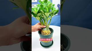 1059 它挺着大肚子,能活上百年,这个就是#沙漠玫瑰 #花卉绿植 #养花