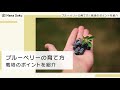 ブルーベリー 育て方