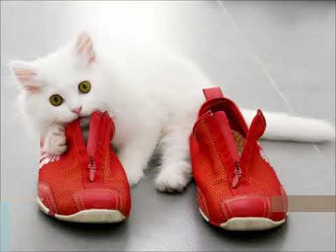 cats and shoes