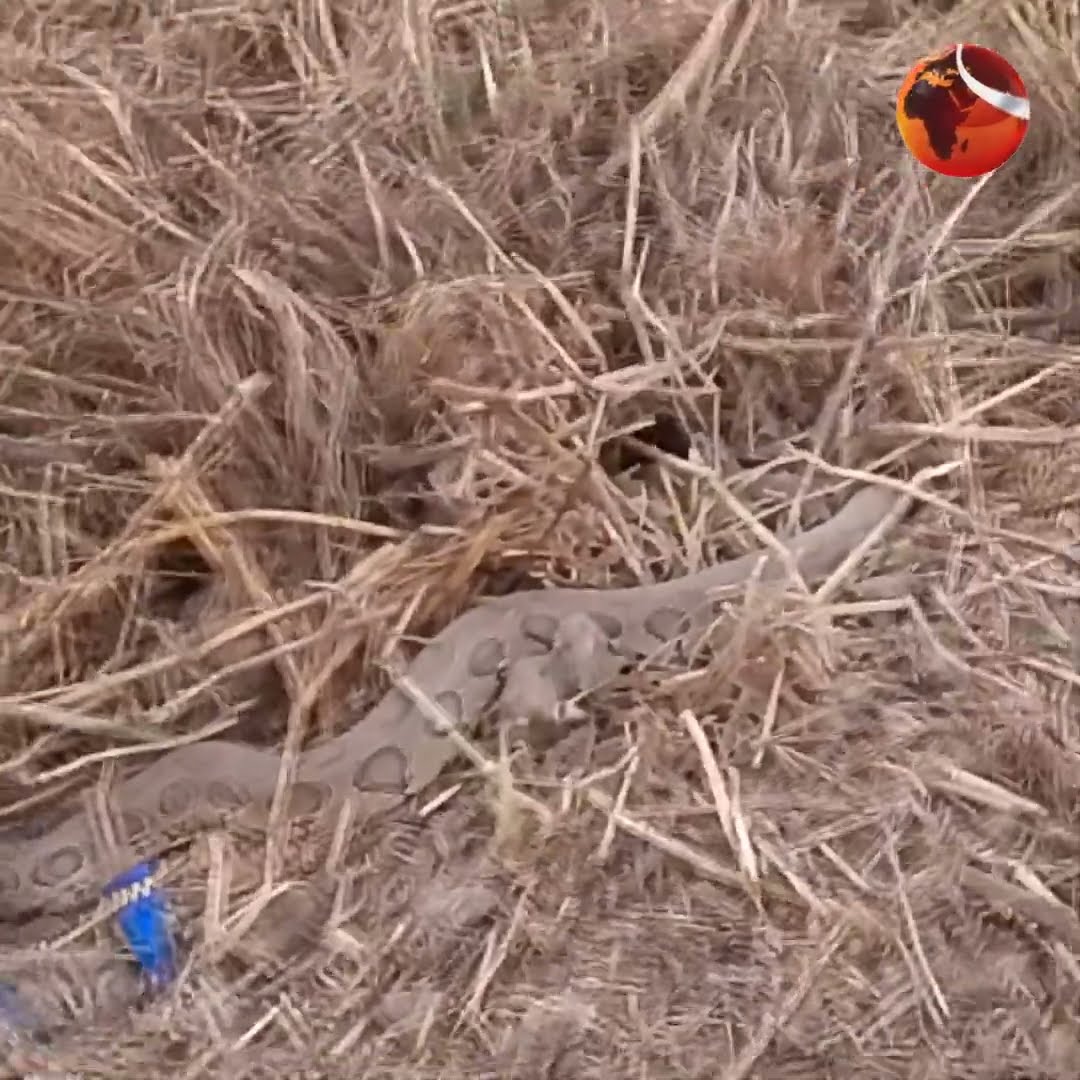 মাদারীপুরে সরিষা ক্ষেতে বিষধর 'রাসেল ভাইপার' | Madaripur | Russell viper | Channel 24