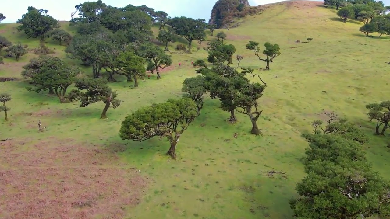 The Enchanting Laurisilva of Madeira: A Journey Through Time