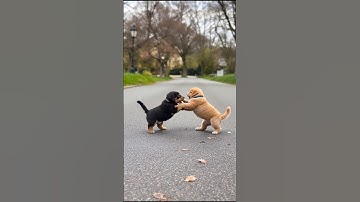 Adorable Puppies Playing Video #puppy #cute #pets #funny #dog #trending #shorts