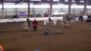 Navarre AKC std 1 1 17