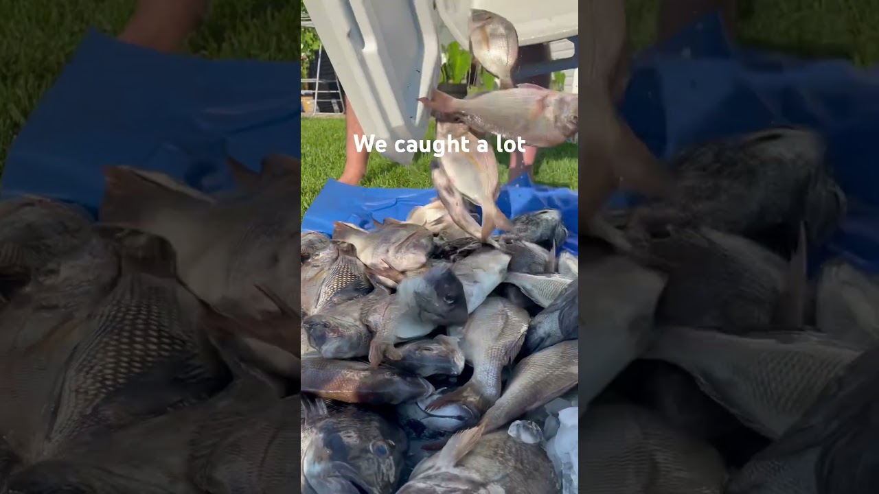 Porgies and seabass bonanza 