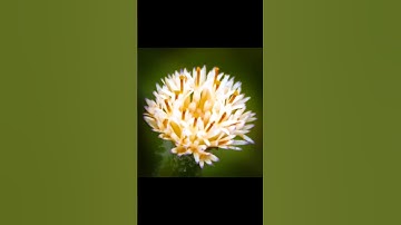 Enjoy these macro photos #nature #shorts #macro