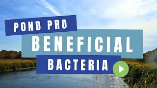 How Beneficial Pond Bacteria Support Clear, Healthy Water | Pond Pro