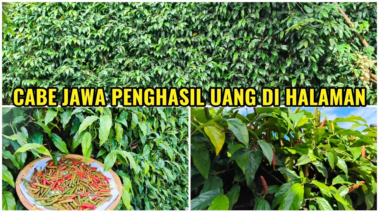 Tanam Satu Kali Panen Bertahun-tahun, Cabe Jawa Penghasil Uang Di Halaman Rumah #petanirumahan3 