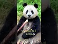 Подробная информация у нас в соцсетях 🐼