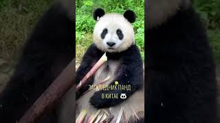 Подробная информация у нас в соцсетях 🐼