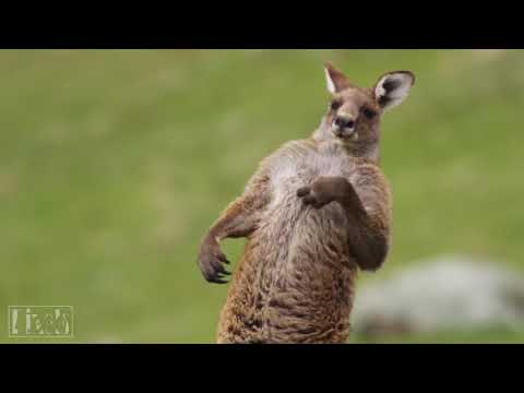 Like animals 4k