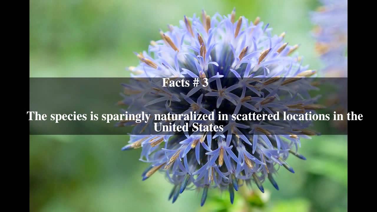 Echinops ritro Top # 5 Facts