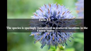 Echinops Ritro Top Facts