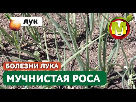 Видео: Борьба с ложной мучнистой росой луковых культур: как лечить лук с ложной мучнистой росой