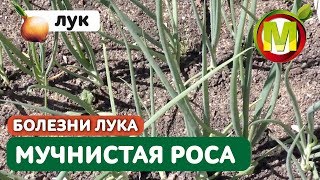 Ложная мучнистая роса на луке. Обработка лука против мучнистой росы.