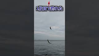 サビキで魚が釣れないときはこれ #サビキ釣り #アジ #サバ #釣り #fmaxweb