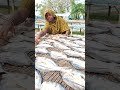 দেখুন কি ভাবে শুটকি মাছ উল্টানো হচ্ছে #viral #agriculture #foryou