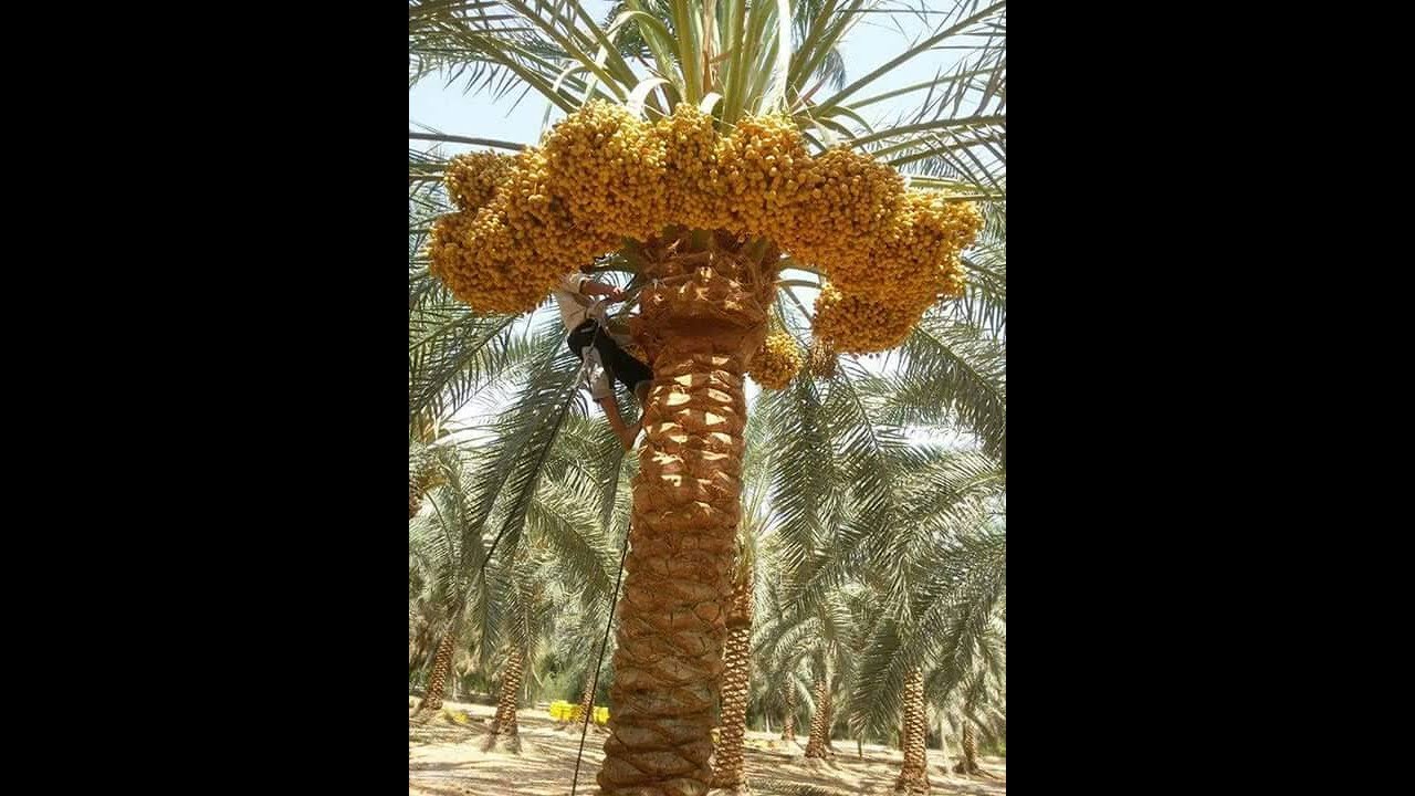 معاملات زراعية خاطئة يقع فيها المزارعين أثناء التعامل مع النخيل (الجزء الرابع)