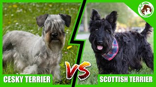 Which Terrier is Better? The Cesky Terrier or the Scottish Terrier?