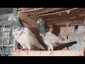 Breeding setup  banjay pigeons