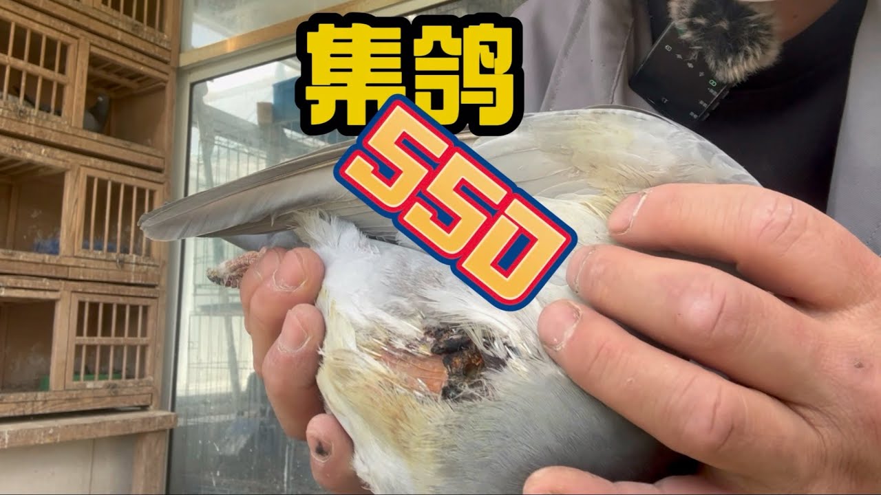 集鸽550公里决赛，本来想让他上的，结果却...#幽幽信鸽 #pigeon #鴿舍 #鸽子