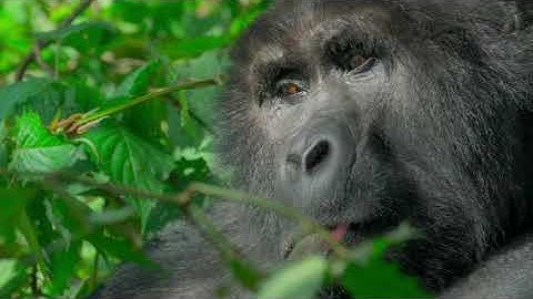 🐢 Let’s choose to PROTECT AND RESTORE NATURE