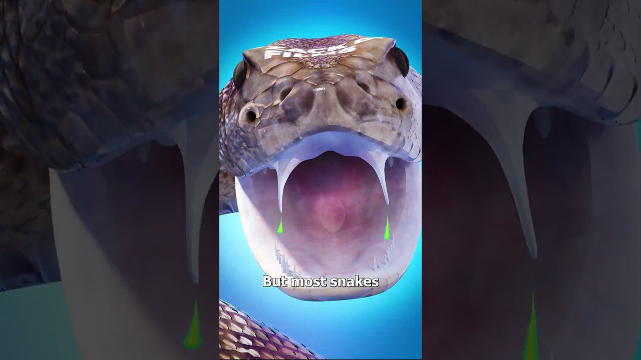 Can Snakes Die From Venom 