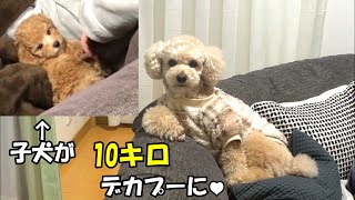 昔を振り返ってみると違い過ぎるw大きいトイプードル【デカプー】【トイプードルのロアくん】【toy poodle】 by トイプードルのロアくん 56,657 views 2 months ago 4 minutes, 3 seconds