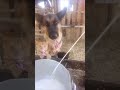 Milk Bar #animalshorts#cattlefarm #cow #dogs