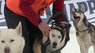Schlittenhunde Trainingslager Haidmühle