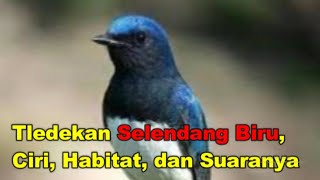 Tledekan Selendang Biru, Ciri, Habitat, dan Suaranya