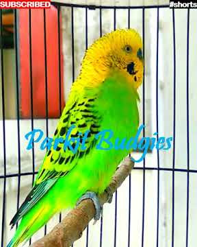 #shorts - PARKIT GACOR - PANCINGAN PARKIT BIAR BUNYI DAN GACOR !  / Budgie Parakeet