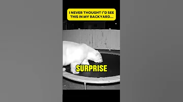 The Most Unexpected Visitor 