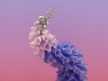 FlumeVEVO Live Stream