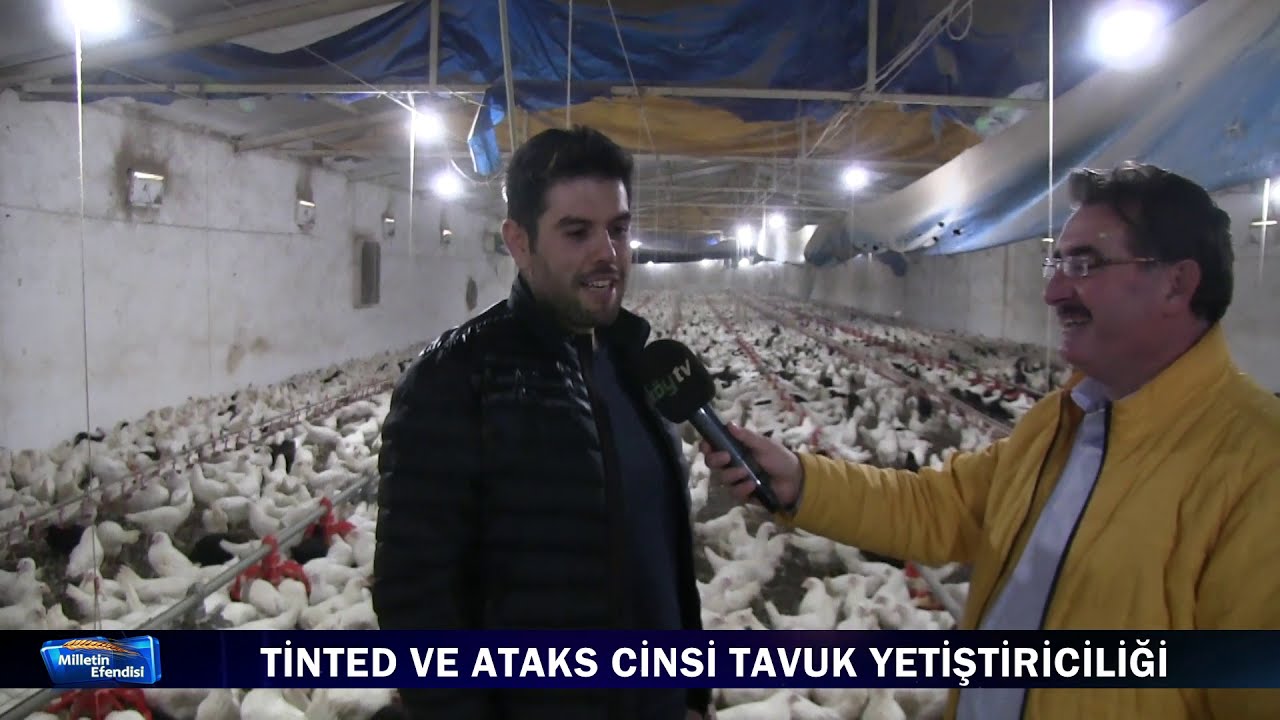 TİNTED VE ATAKS  YARKA ÜRETİMİNİ KÖY TV ANLATTIK