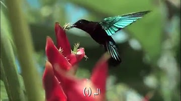 سورة البقرة من الاية( 1 )الى الاية( 7 )