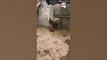 خرفان عيد الاضحى 
