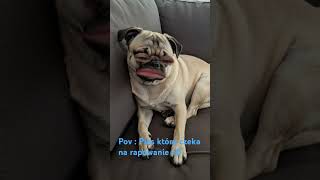 pov:pies który czeka na rapowanie